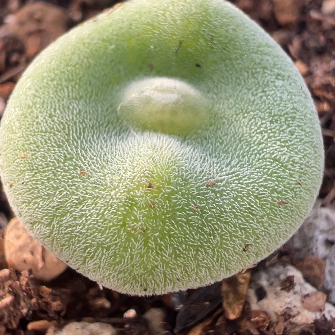 10年拆株毛饼母本带盆