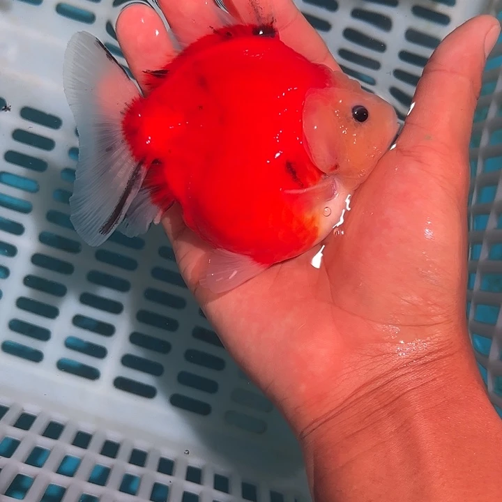 金鱼包邮123456789