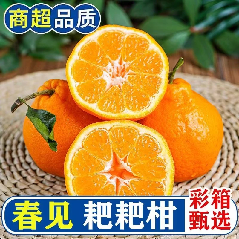 【产地直发2】正宗四川眉山春见耙耙柑 丑橘 新鲜水果 4.5斤装