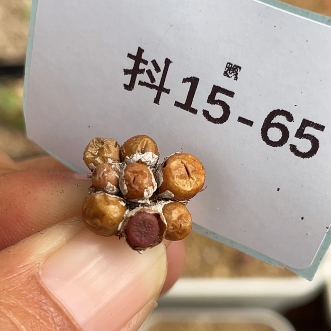 15-65猪皮多肉植物