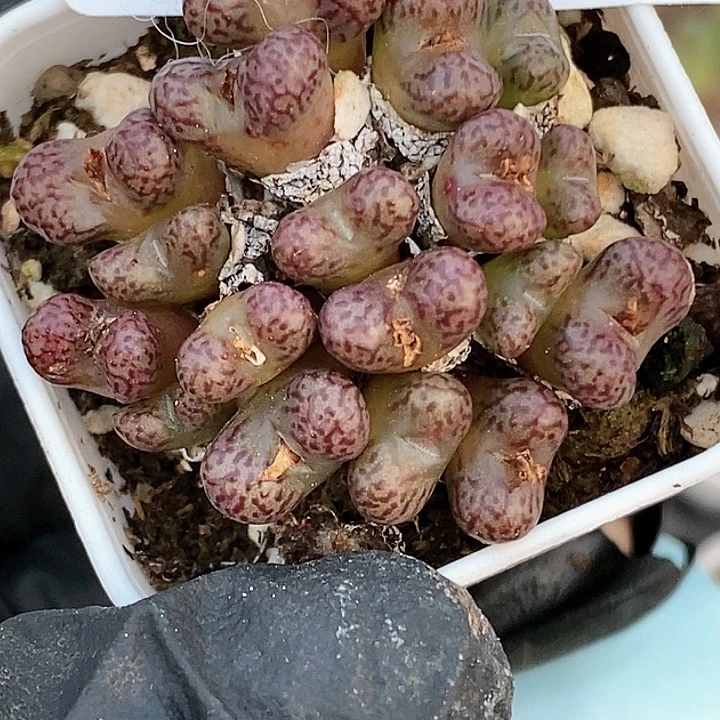 桃喜花园0117-45小飞