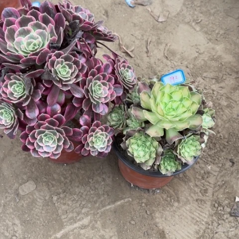 792多肉植物组合，