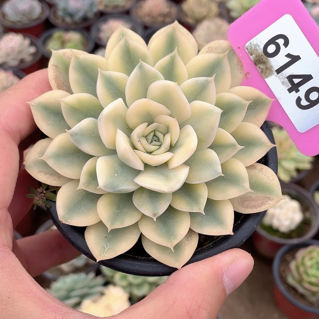 月亮仙子锦6149号