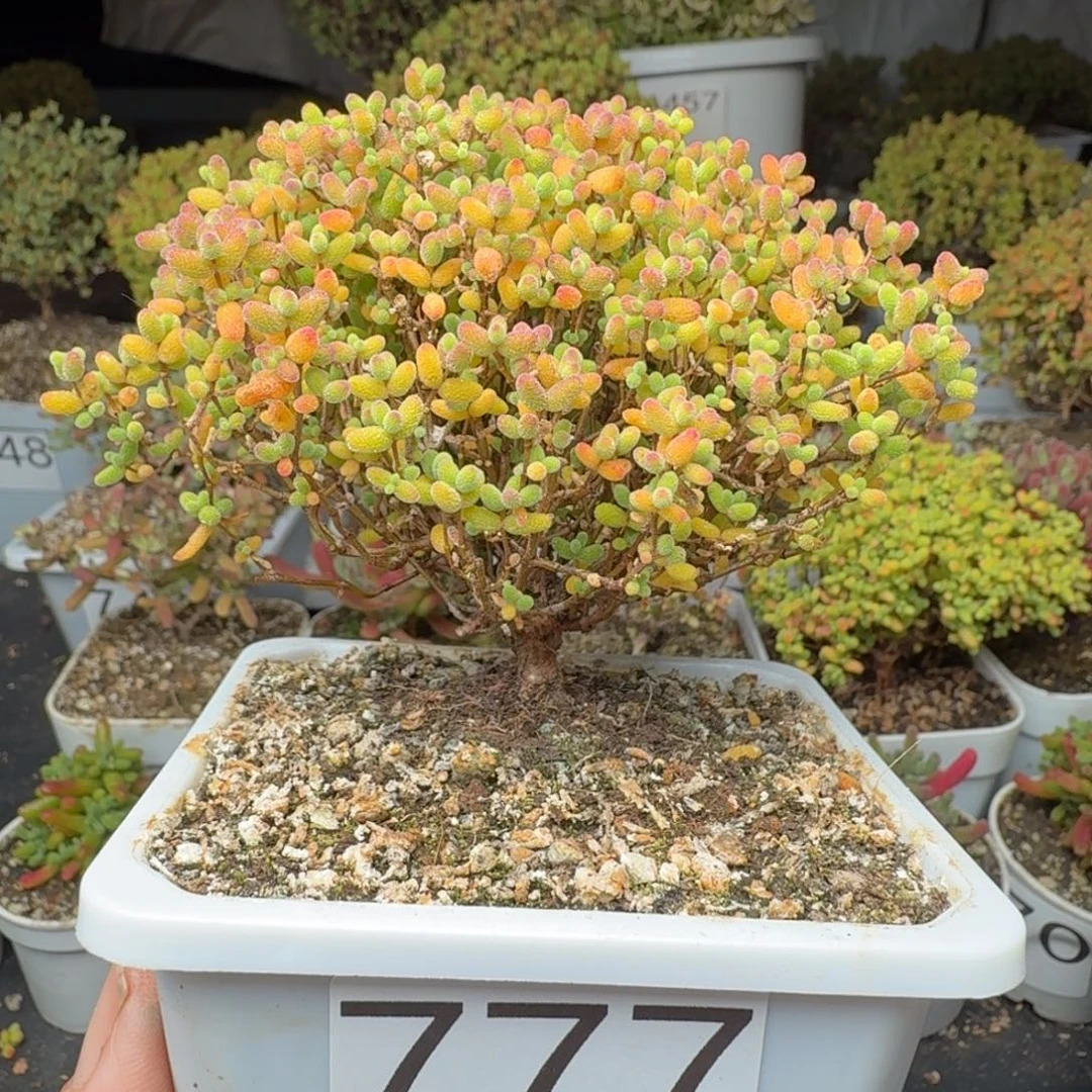 777蜜橘糖球一物一拍