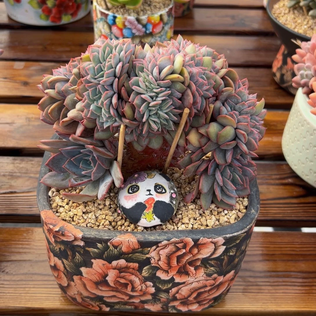 提拉米苏缀化多肉植物