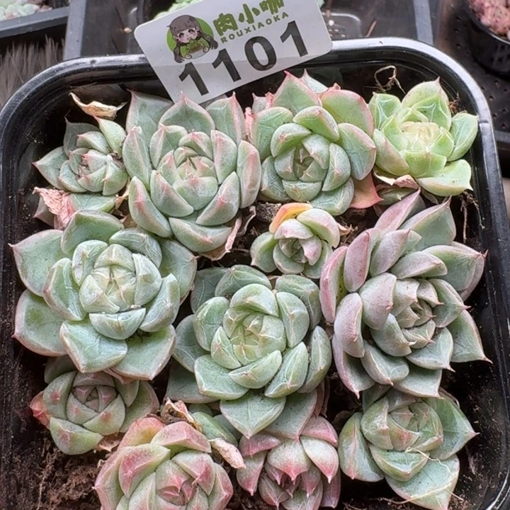 多肉植物多肉植物