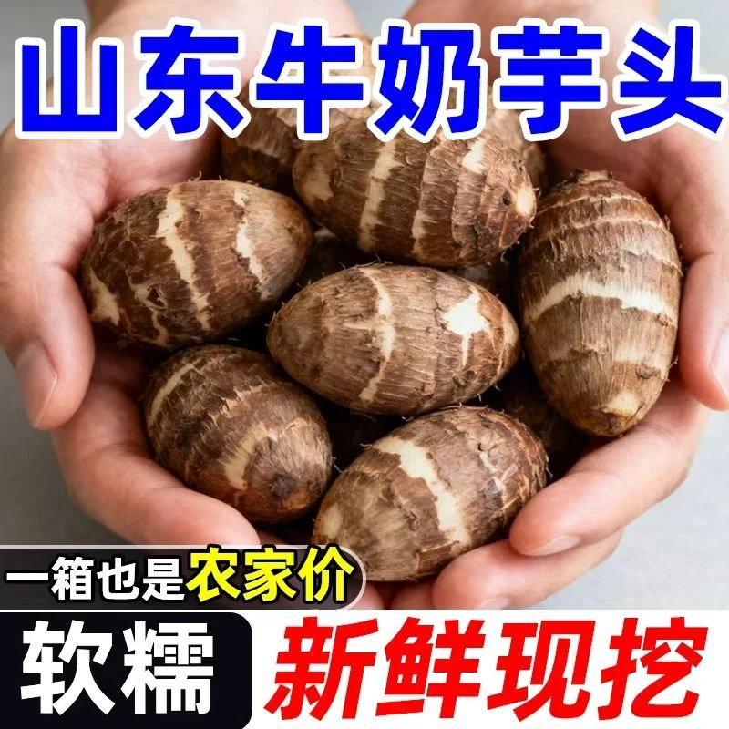 直播助农专属链接-山东新鲜牛奶小芋头现挖现发香甜软糯芋艿