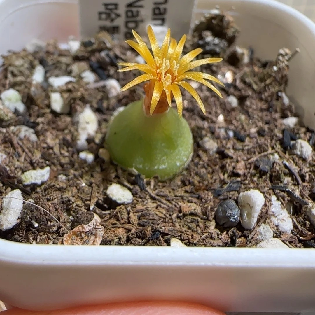 肉锥多肉植物组合-哈默55
