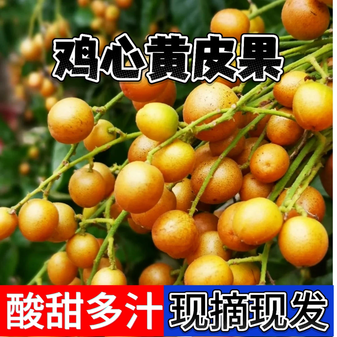 现摘现发广东鸡心黄皮果新鲜应季水果果园冷链直发酸甜多汁整箱