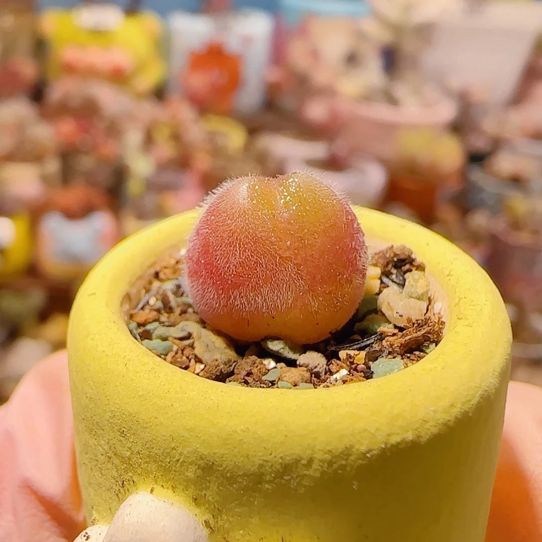 T可爱小毛翠盆口2cm