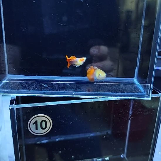 孔雀鱼30黄爆球一对