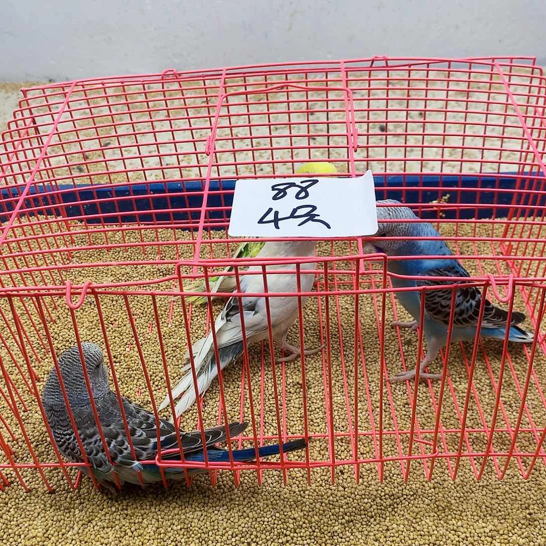 虎皮鹦鹉C**子虎皮