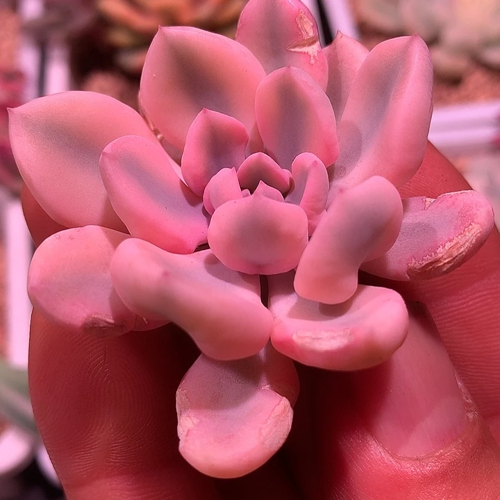 丘比特锦，白复轮锦