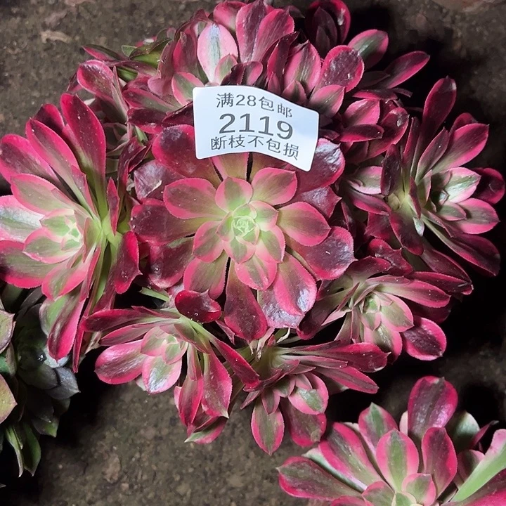 2119七彩石多肉植物