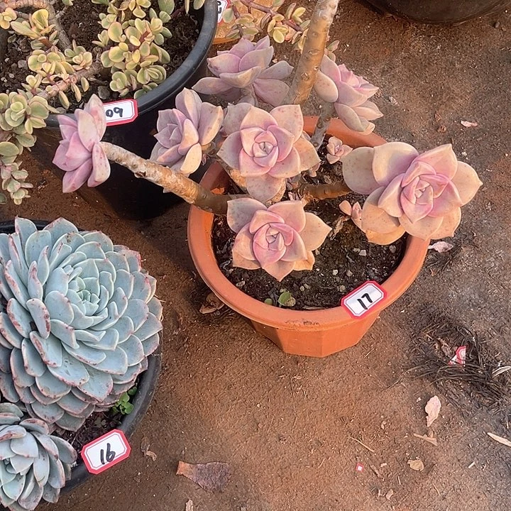 17紫乐一物一拍多肉