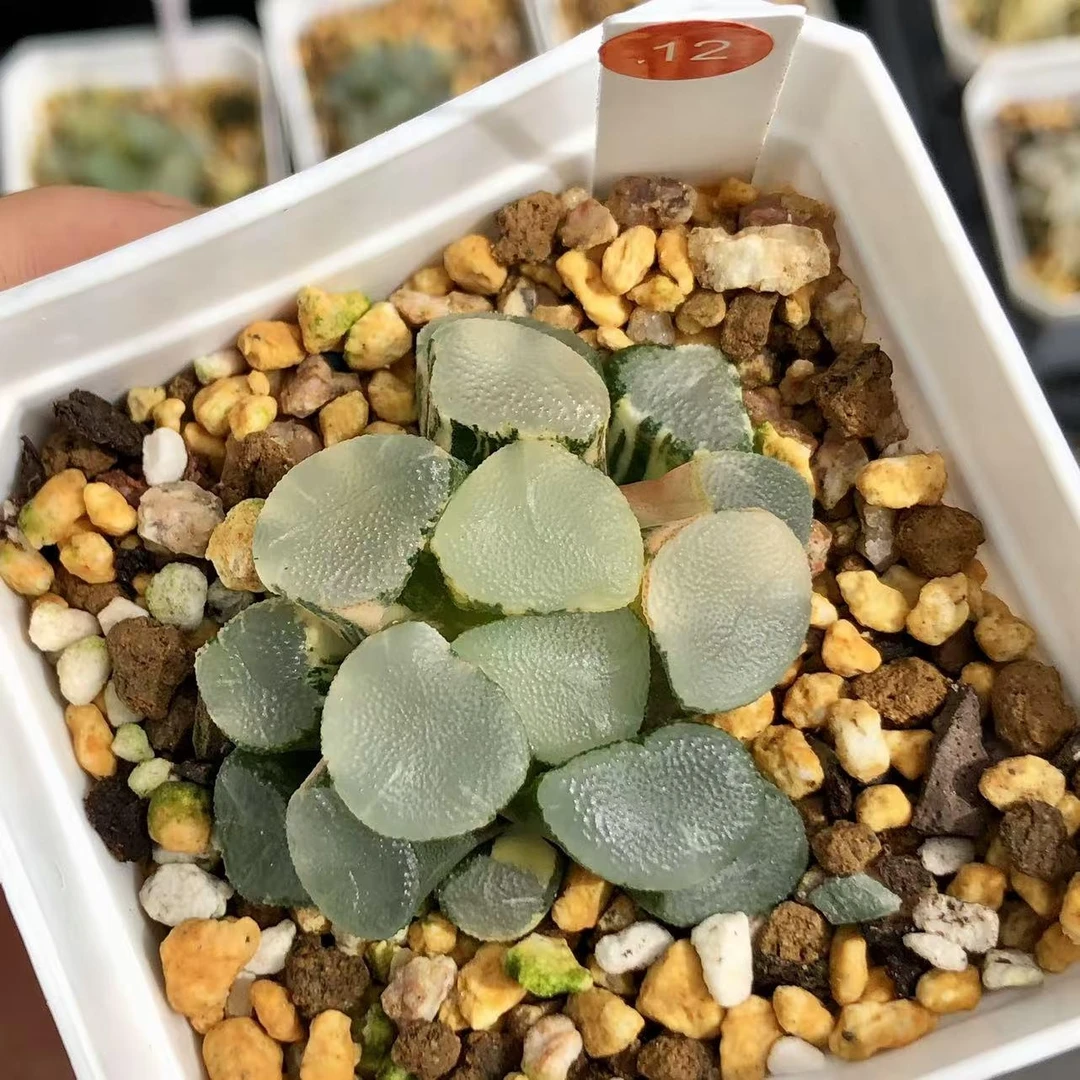 12-夜光杯万象锦-从前慢花园多肉植物