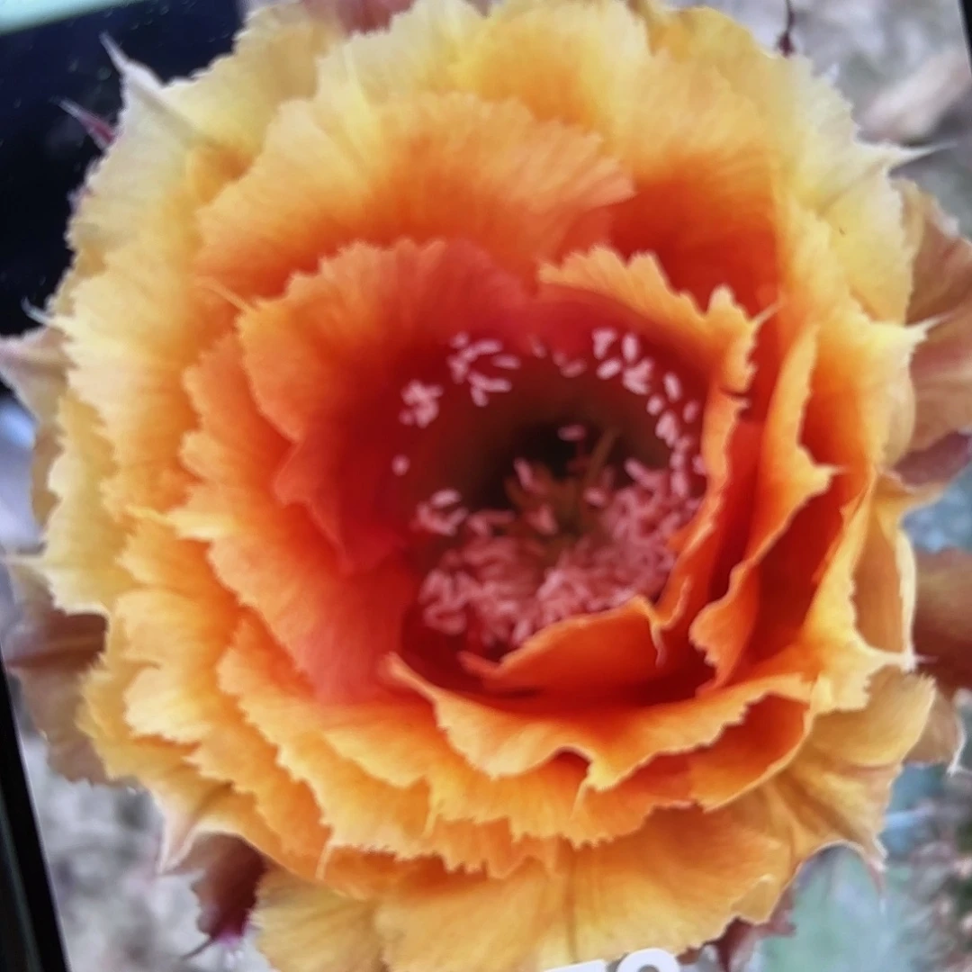 072彩侧牙20包邮仙人球31