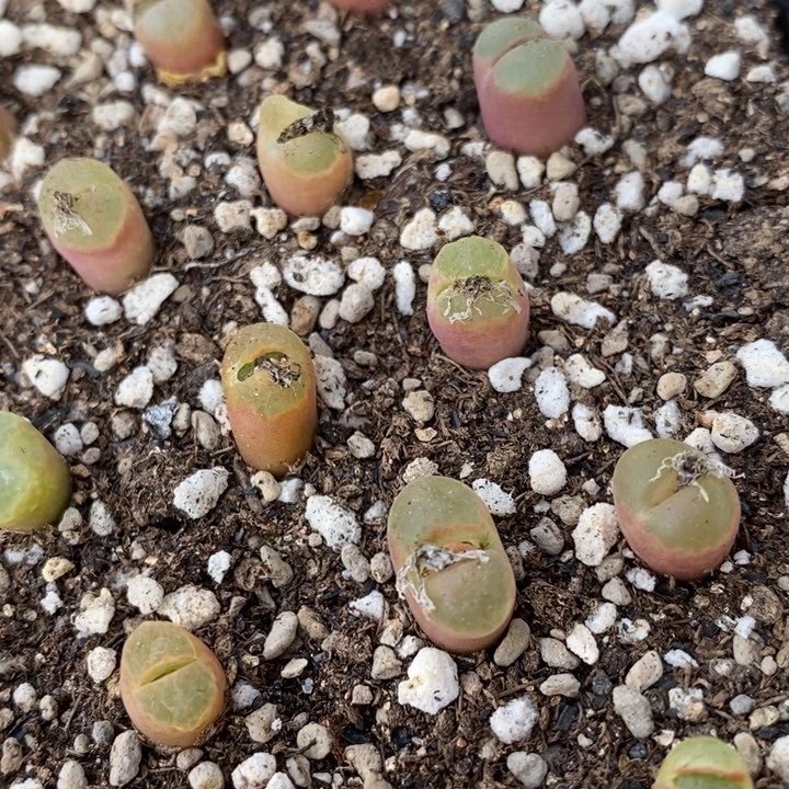 樱花风铃一颗一颗