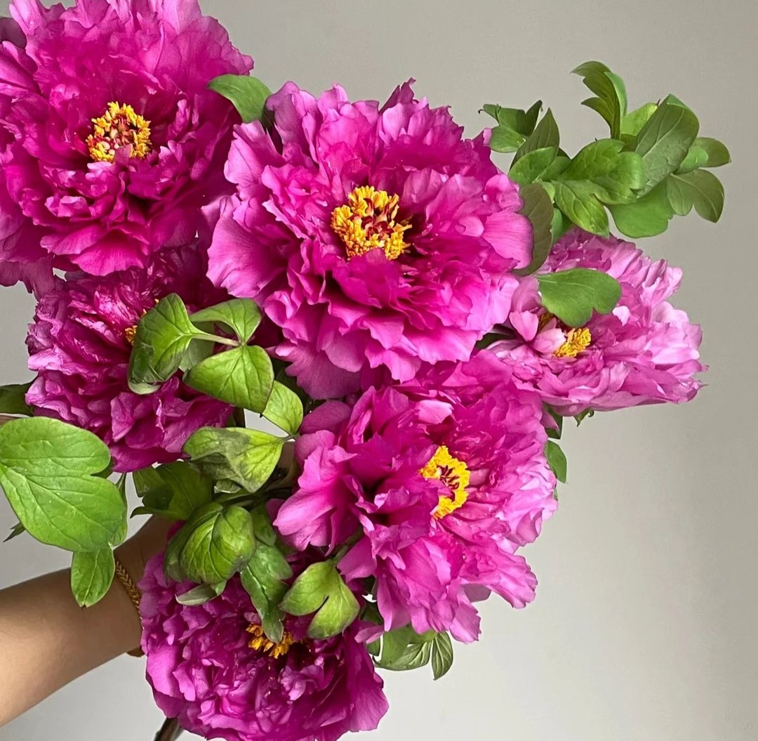 【20个花苞以上】大盆洛阳红（紫二乔）  催花牡丹 山东菏泽基地直发