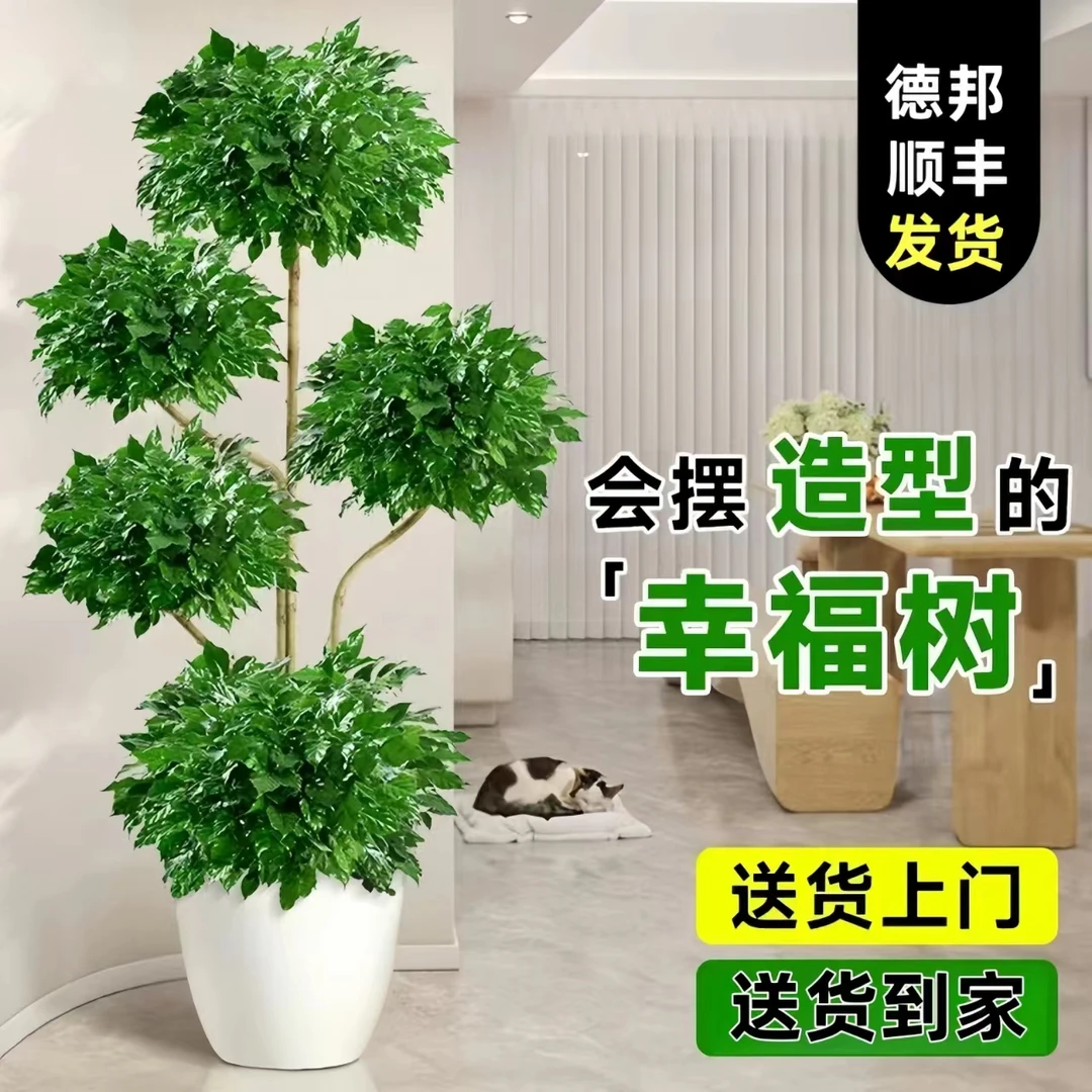 【基地直发】精品五层造型幸福树室内绿植大盆栽办公室客厅净化空气