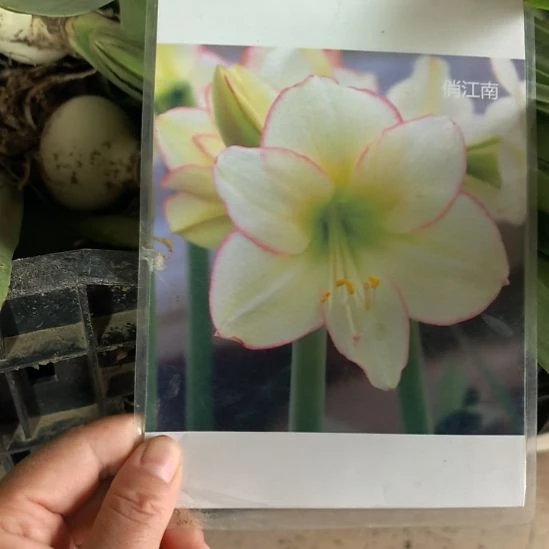 当前无花朵，栽培后可花朵4厘米俏江南一组10棵