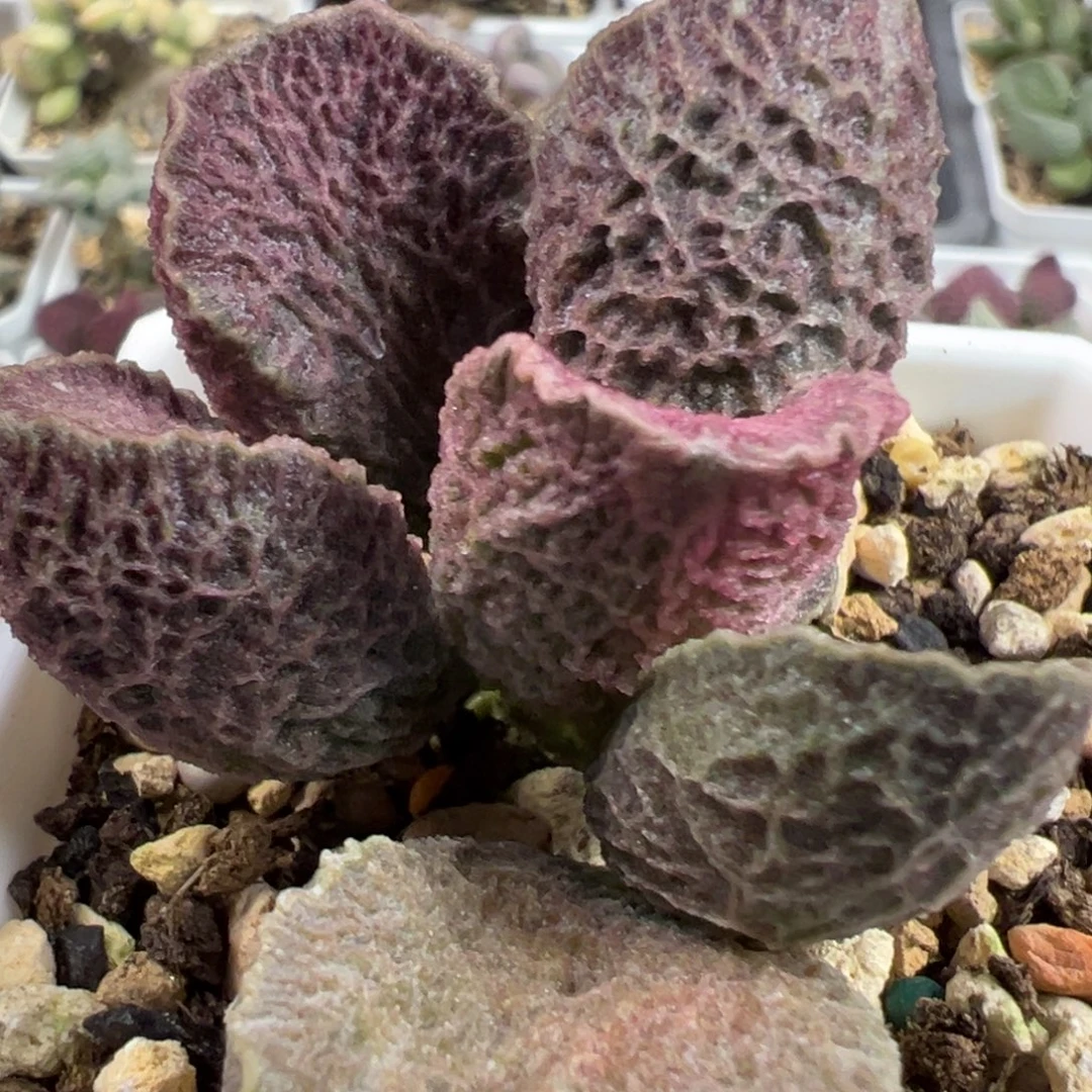 实生新品多头纯木质桩多肉植物水泡