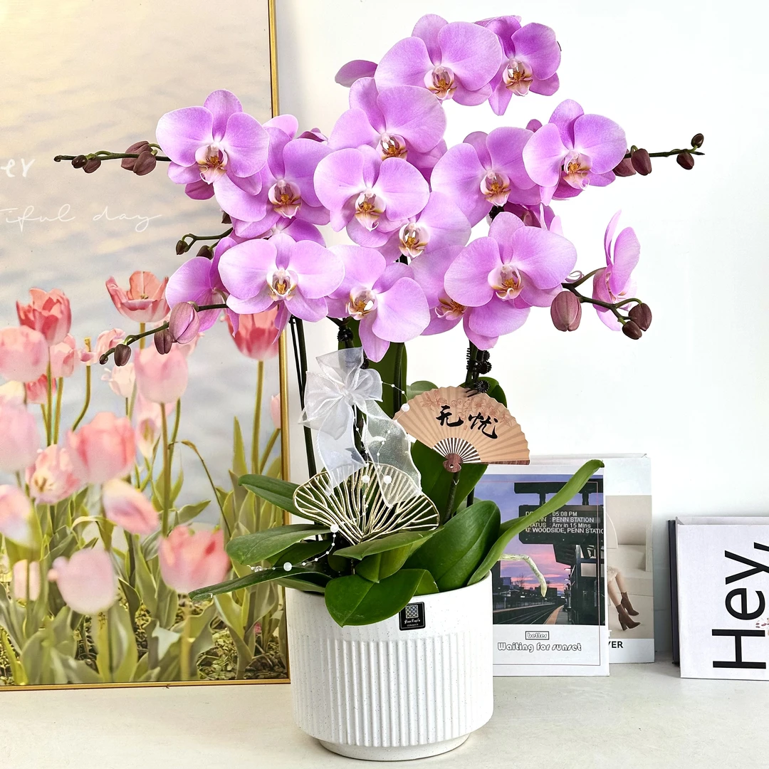 妗画【粉雾】蝴蝶兰鲜花精致组盆 开花株 室内绿植基地直发