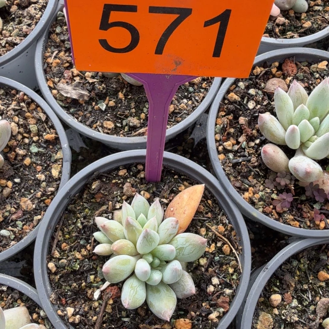 桔***甜多肉植物人鱼公主571