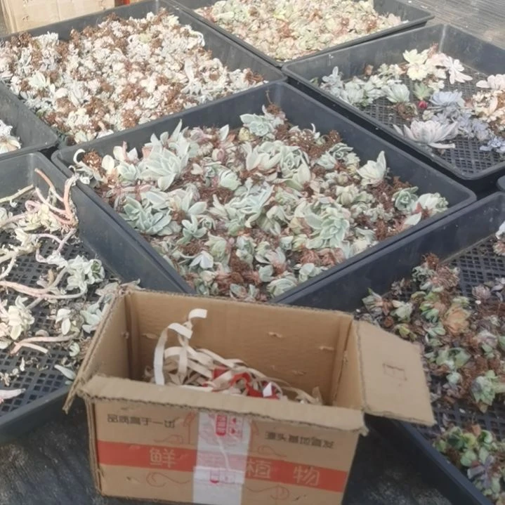 不同品种景天锦一箱包邮（不包偏远地区）