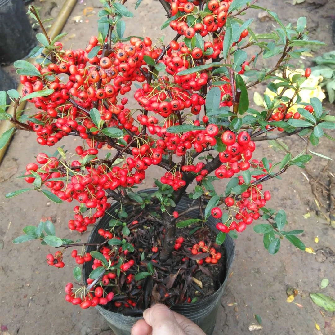 吉祥果盆栽火棘苗盆景四季常青客厅绿植盆栽耐旱耐寒带果花卉