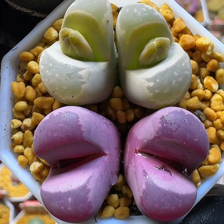 生石花11111。   161