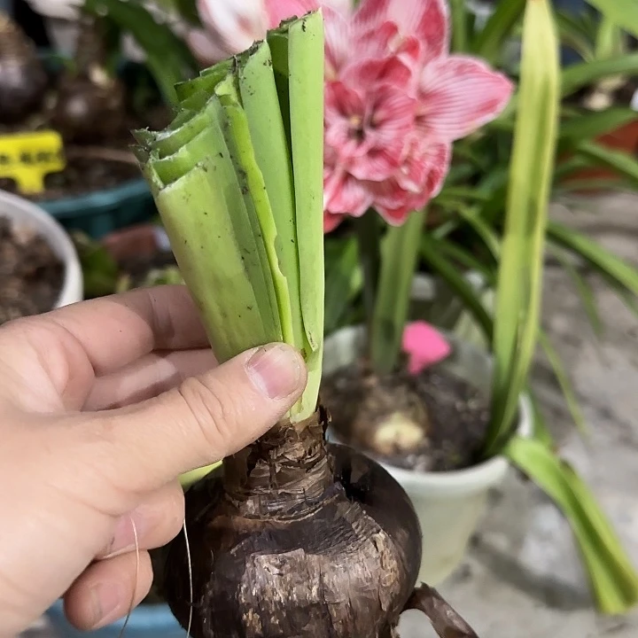 买买买7.5cm，裸球发货