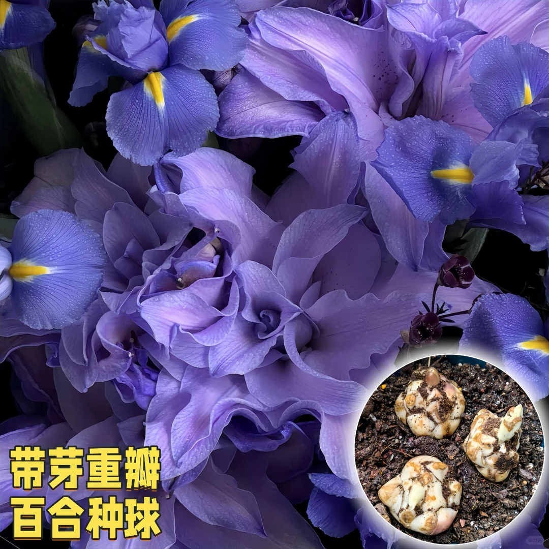【紫霞仙子】重瓣香水百合花种球四季开花好养易活庭院阳台盆栽花卉