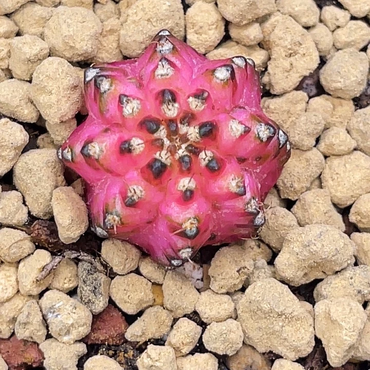 荧光粉海神轮回 一物一拍