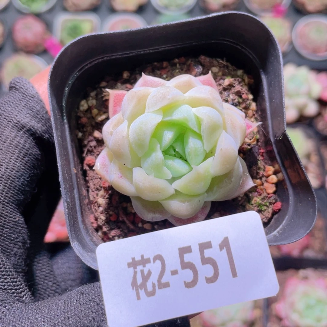 花利美2-551白月影
