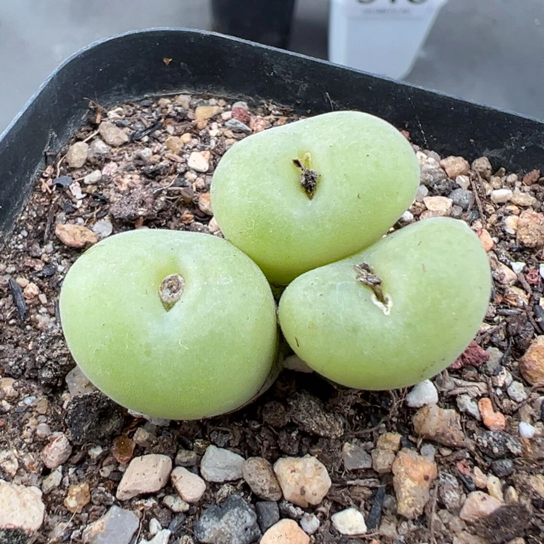 10.30好看的多肉脱土发货968