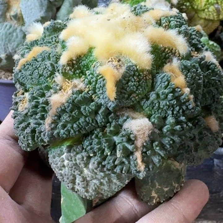 无花朵福利苗接大牡丹342