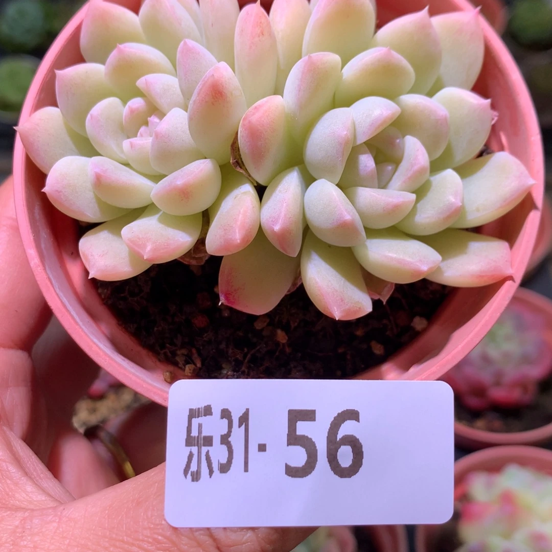 乐然31-56 白雪双头