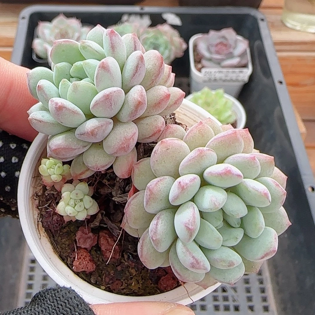 多肉0927--211蒙豆