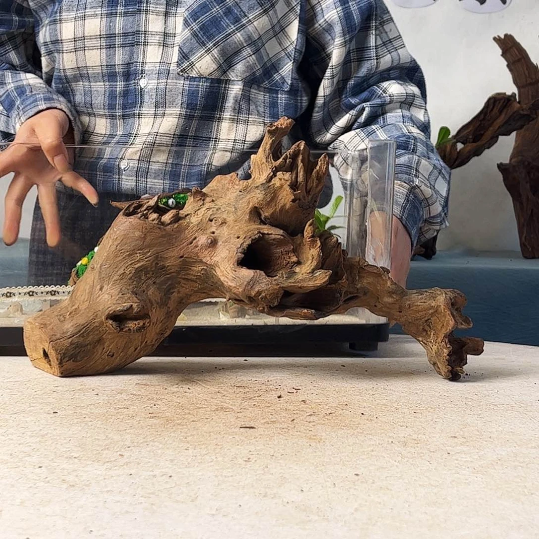 一***诺沉木造景寄居蟹造景