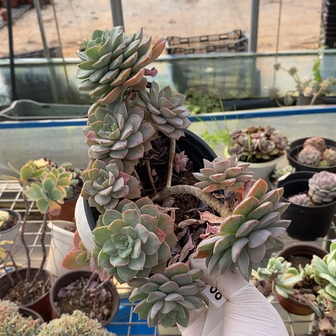 19768不知名一物一拍