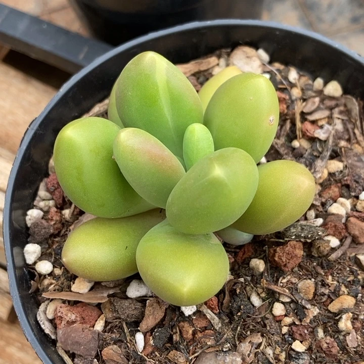 正版芒果奶锦多肉植物