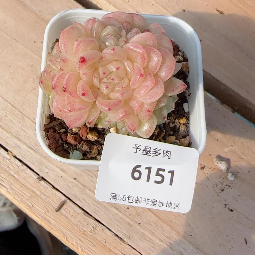 麦秆群，6151多肉植物