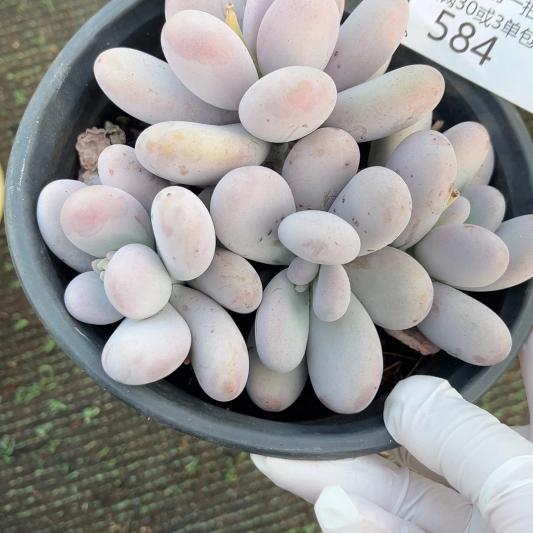584原始奶多肉植物……