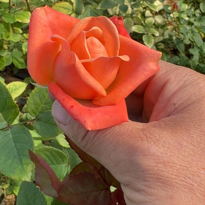 无花朵美式咖啡裸根