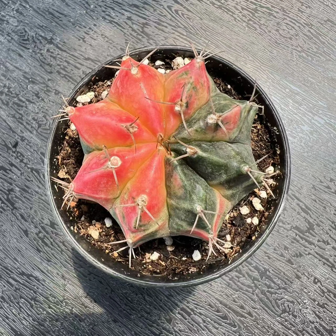 （满18包邮）中号实生根糖果牡丹锦仙人球 5cm左右带育苗盆发货