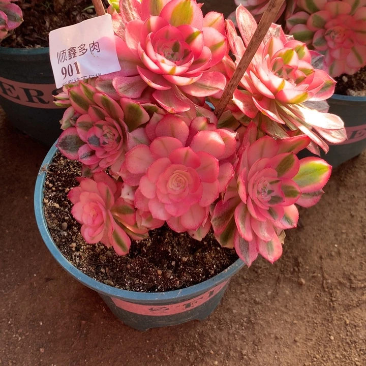 901倾城多肉植物特价