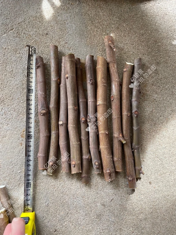 青皮无花果，25公分左右，长枝条，多芽点，上图就是实拍