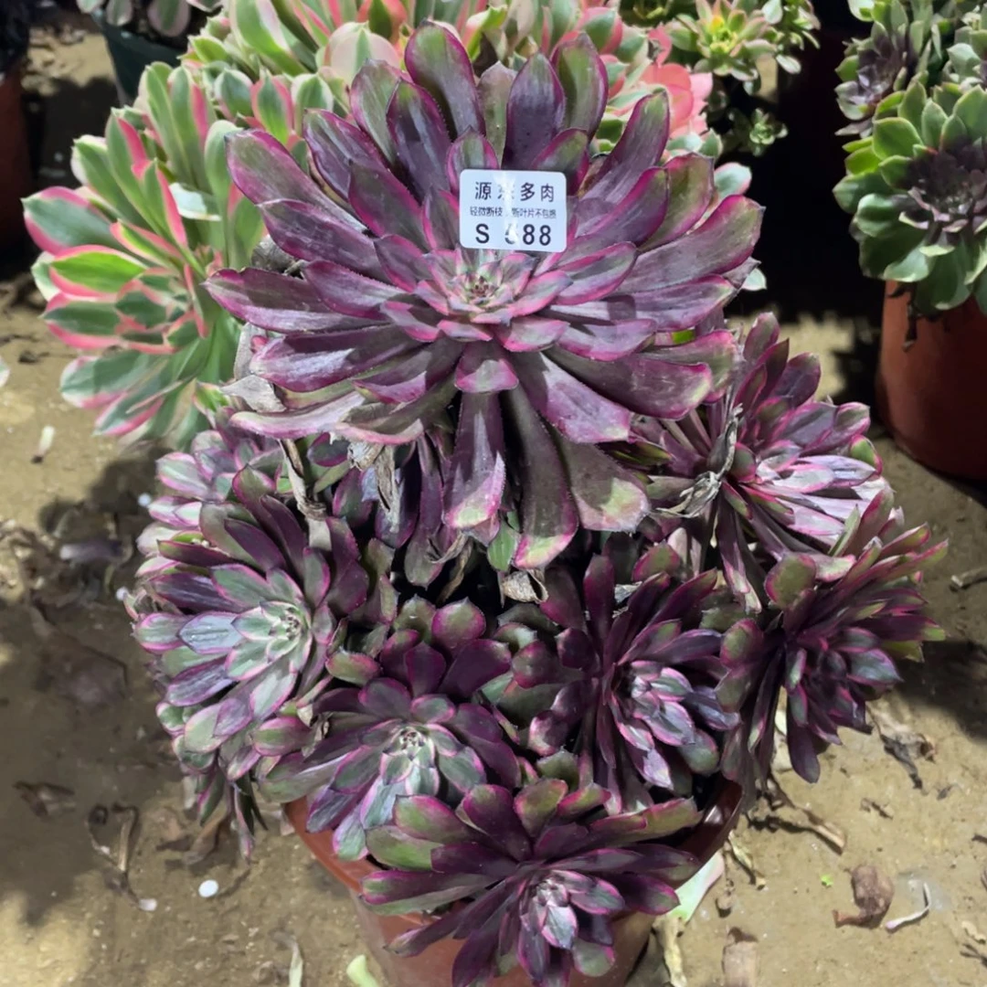 588紫霞多肉法师断枝不包