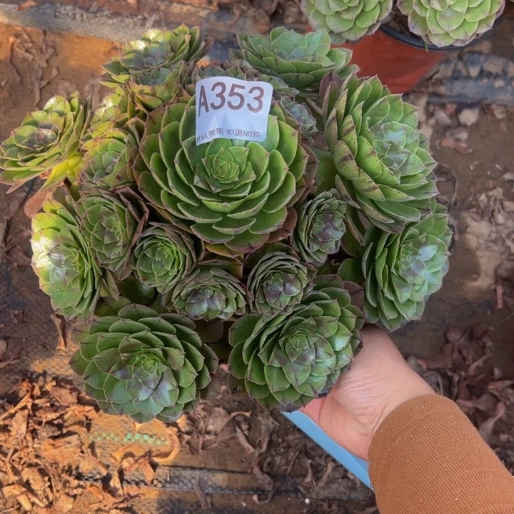 万拉丝多肉植物353.